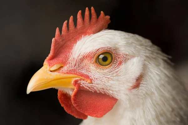 Beyaz tavuk hayvan portresi — Stok fotoğraf
