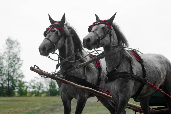 2 つの灰色の馬車 — ストック写真