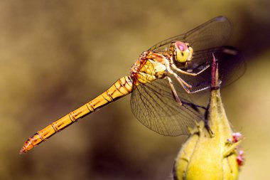 Sarı yusufçuk böcek