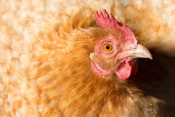 Red hen portrait — Stock Photo, Image
