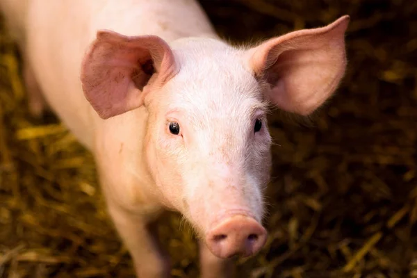 Портрет молодой свиньи — стоковое фото