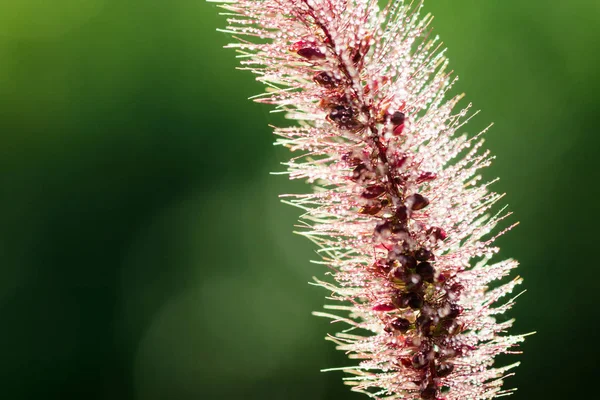 Plantera med daggdroppar — Stockfoto