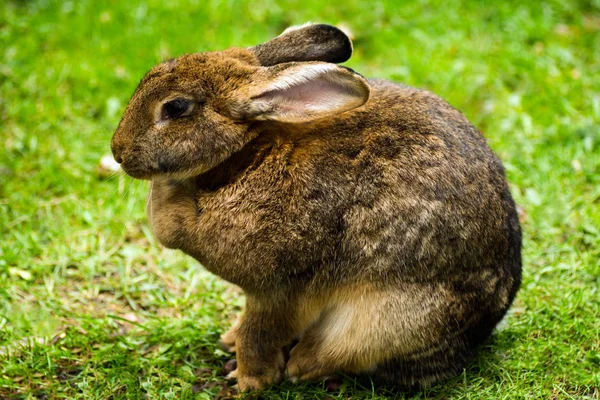 Заяц в траве — стоковое фото
