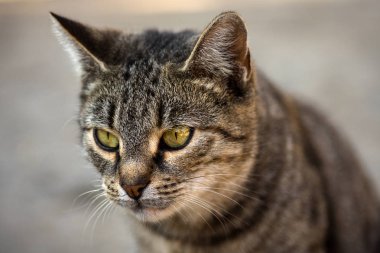 tekir kedi hayvan portre