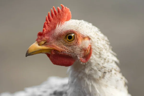 Beyaz tavuk hayvan portre — Stok fotoğraf