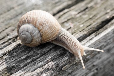 salyangoz güdük üzerinde