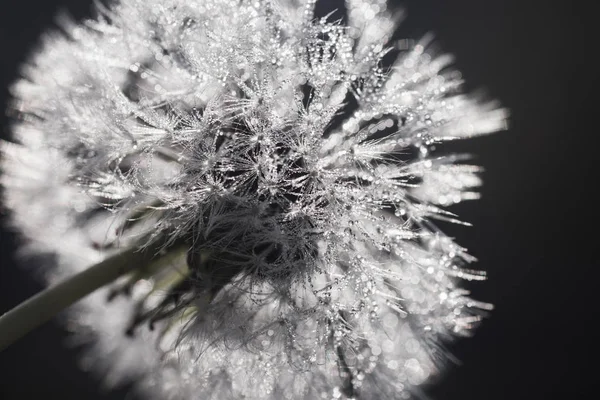 Dandelion with dew drops — Stock Photo, Image