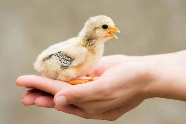 Little chick in female hands — Stock Photo, Image