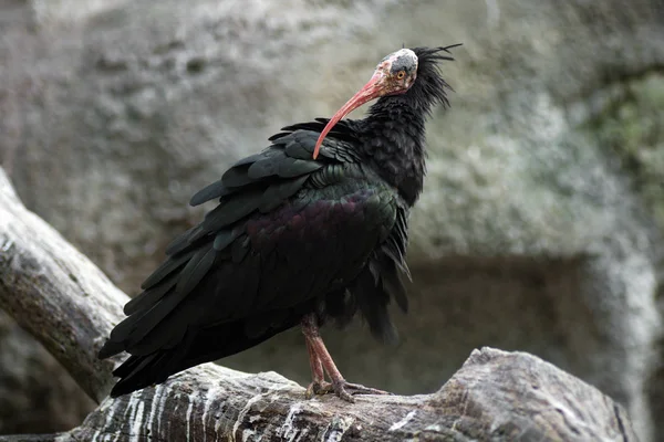 Pájaro negro de pie — Foto de Stock