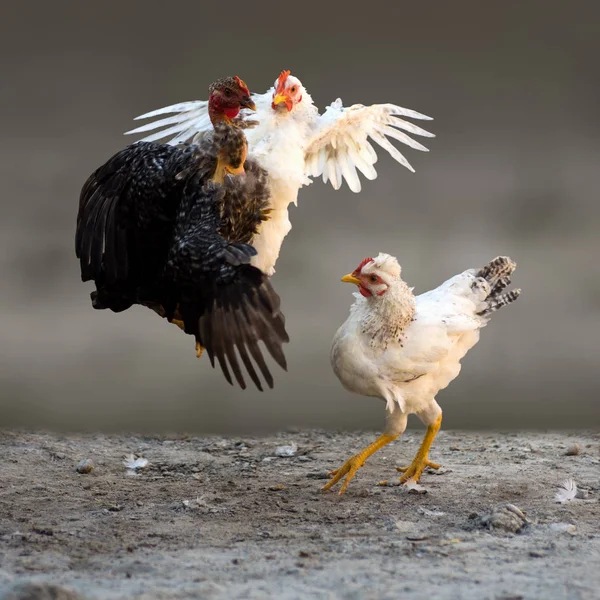 Tavuk horoz dövüşü mücadele — Stok fotoğraf
