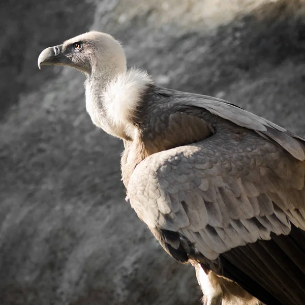Grifone Avvoltoio Uccello — Foto Stock