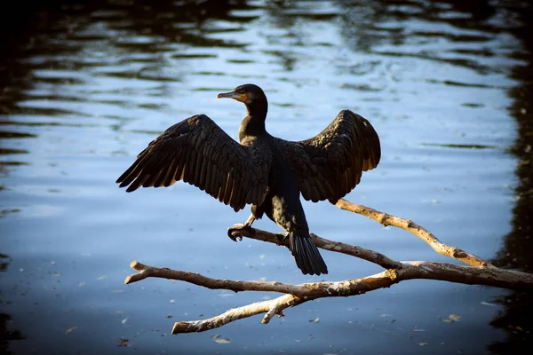 Corvo-marinho pássaro preto acima da água — Fotografia de Stock