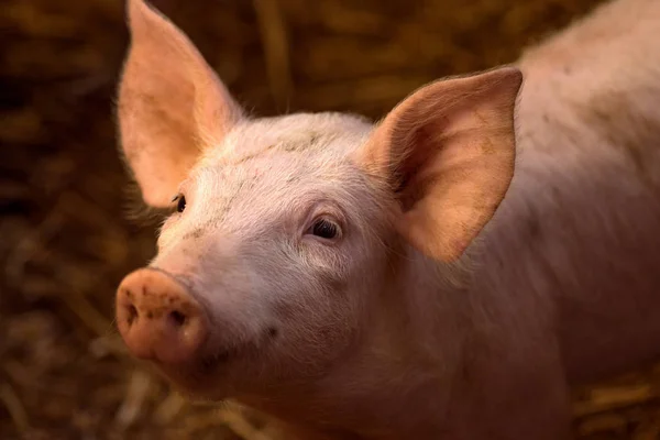 Schattige jonge varken — Stockfoto