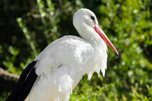 Pássaro cegonha branca na natureza — Fotografia de Stock