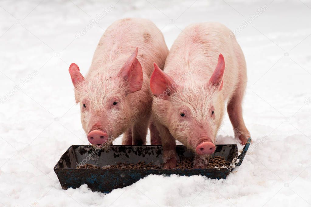 two pigs on snow