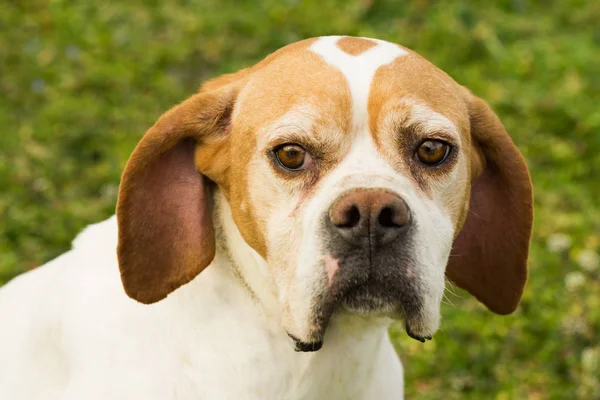 Hund djur porträtt — Stockfoto