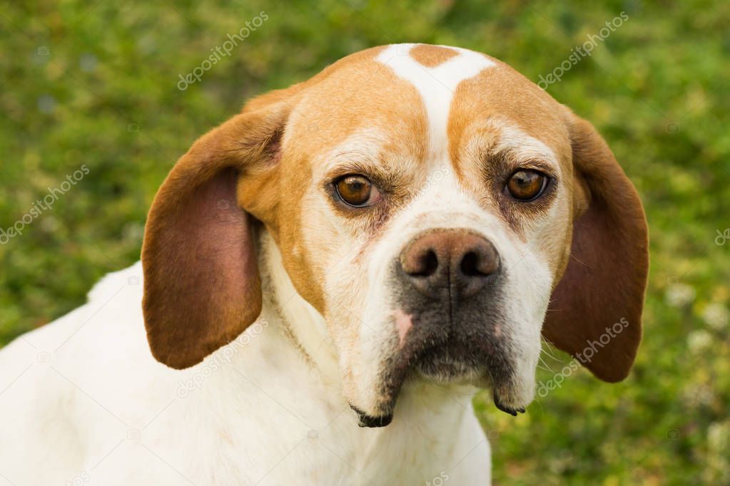 dog animal portrait