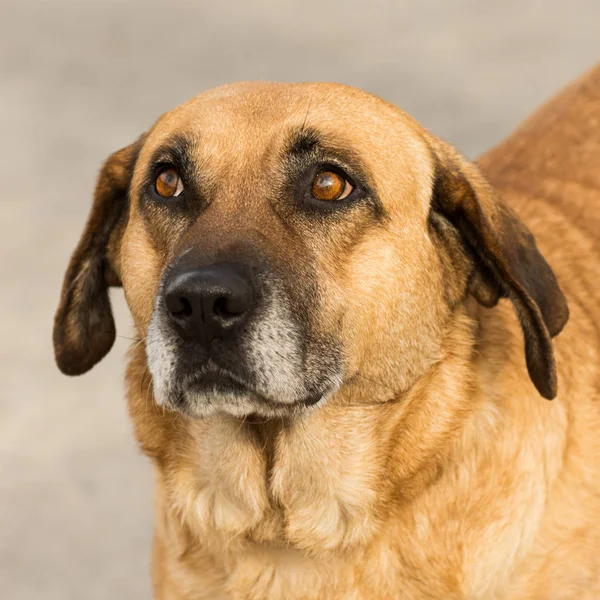 Hund djur porträtt — Stockfoto