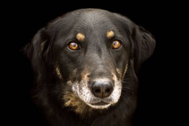 siyah köpek hayvan portre