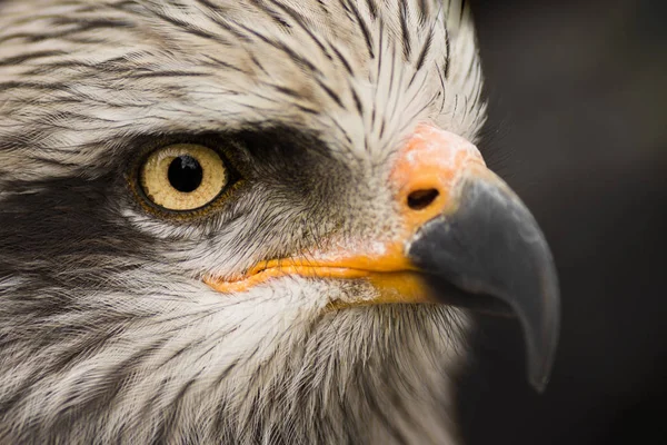 Águila pájaro animal retrato — Foto de Stock