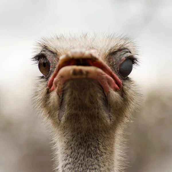 Retrato de animal de avestruz guiño — Foto de Stock