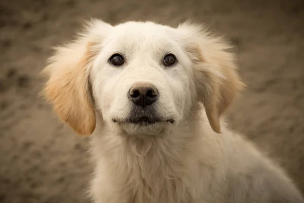 Härlig vit hund — Stockfoto