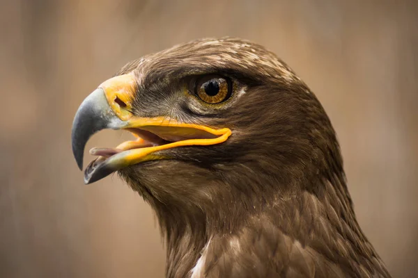 Retrato animal águila marrón — Foto de Stock