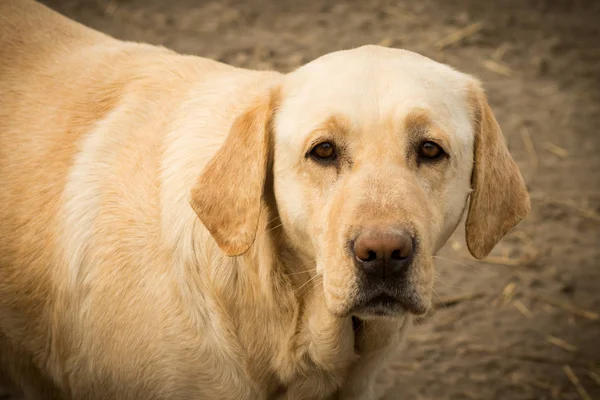Печальный портрет собаки — стоковое фото