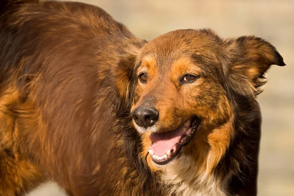 Vänlig hund porträtt — Stockfoto