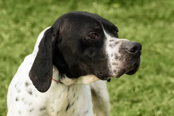 Dog animal portrait — Stock Photo, Image