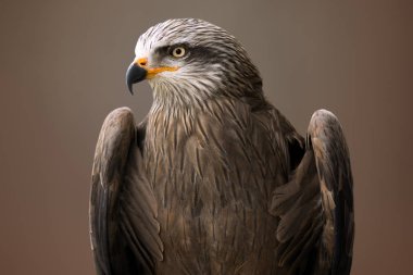 Kartal kuş hayvan portre