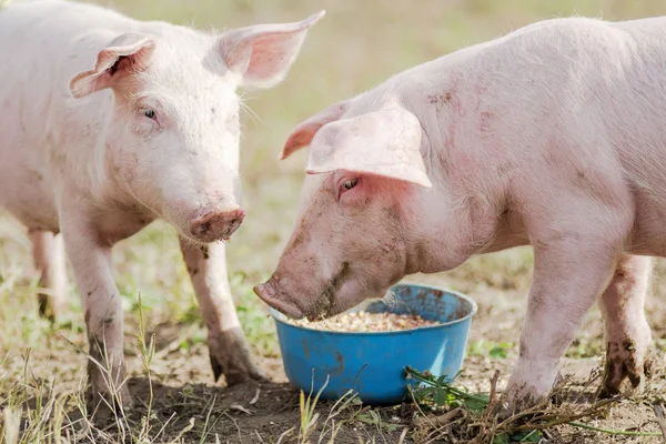 Het voeren van twee varkens eten — Stockfoto