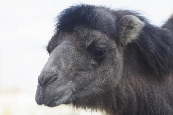 Retrato animal camello oscuro — Foto de Stock