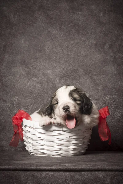 Милый щенок в корзине — стоковое фото