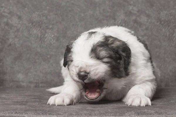 Yawning cute shepherd puppy — Stockfoto