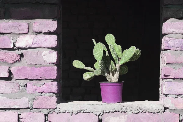 Green cactus as home decor is in pink flowertop on window of old pink brick wall, interior design concept.