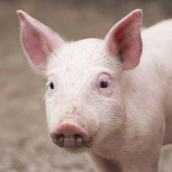 Dierenportret Van Schattig Biggetje Roze Tamme Varken Landbouwvarkenshouderij Concept — Stockfoto