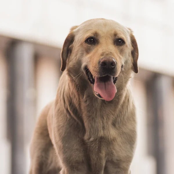 Djurporträtt Eller Husdjur Porträtt Vänliga Golden Retriever Hund — Stockfoto