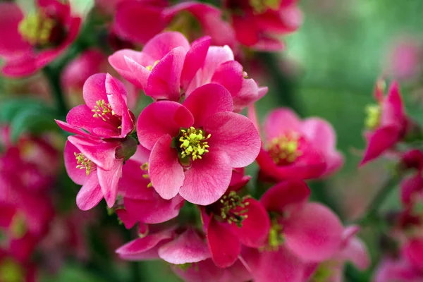 분홍빛 아름다운 매크로 — 스톡 사진