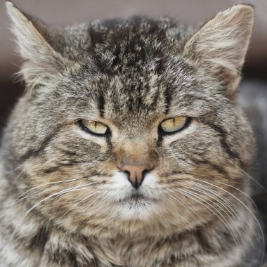 Şişko tekir kedinin yakın plan hayvan portresi.