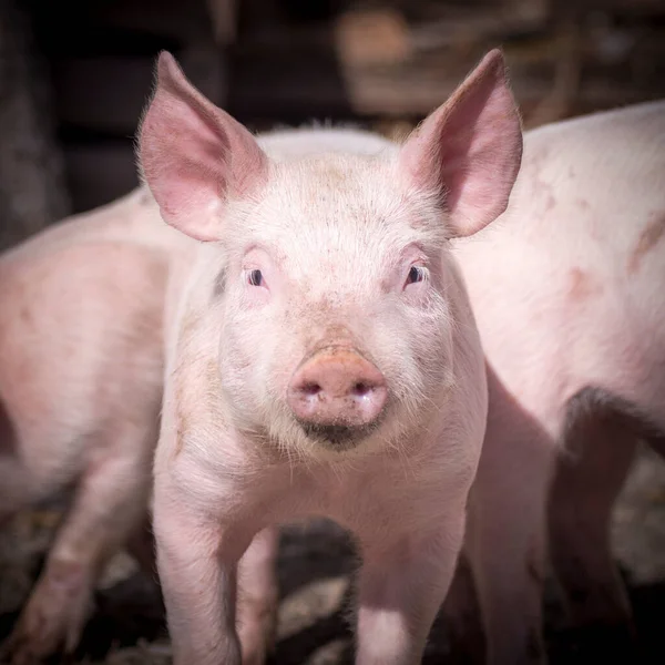Front view animal portrait of cute little piglet on pig farm.