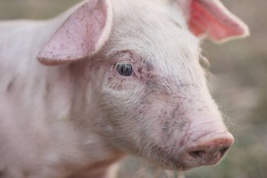 Şirin küçük domuzcuğun hayvan portresi..
