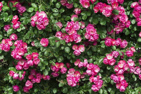 Hermoso Jardín Ornamental Con Rosal Rosa —  Fotos de Stock