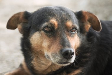 Dost canlısı kahverengi köpeğin yakın plan hayvan portresi..