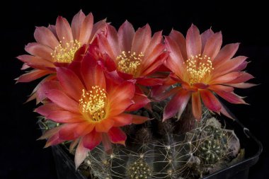 Siyah bir arka planda izole bir tencerede kaktüs