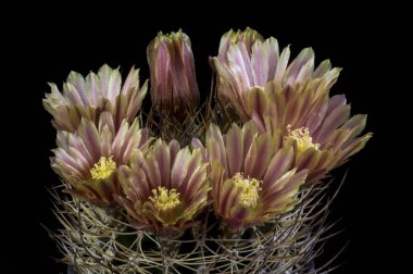 Siyah bir arka planda izole bir tencerede kaktüs