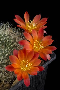 Siyah bir arka planda izole bir tencerede kaktüs