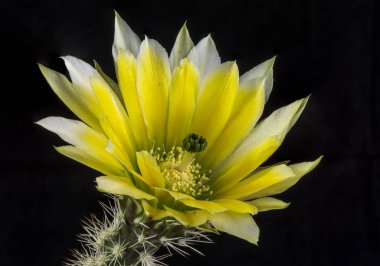 Siyah bir arka planda izole bir tencerede kaktüs