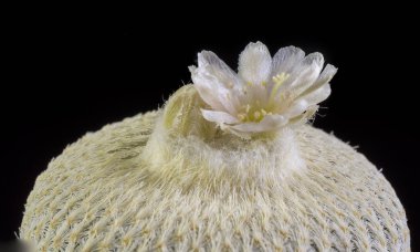 Siyah bir arka planda izole bir tencerede kaktüs