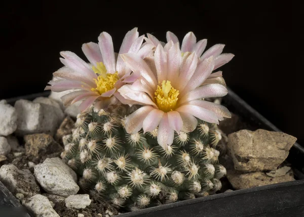 Cactus dans un pot isolé dans un fond noir — Photo